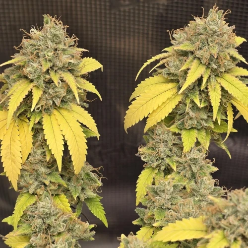 Strawberry Cough Week 18