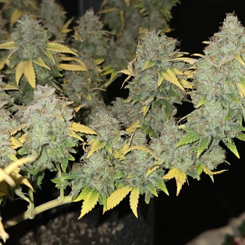 Strawberry Cough Week 19