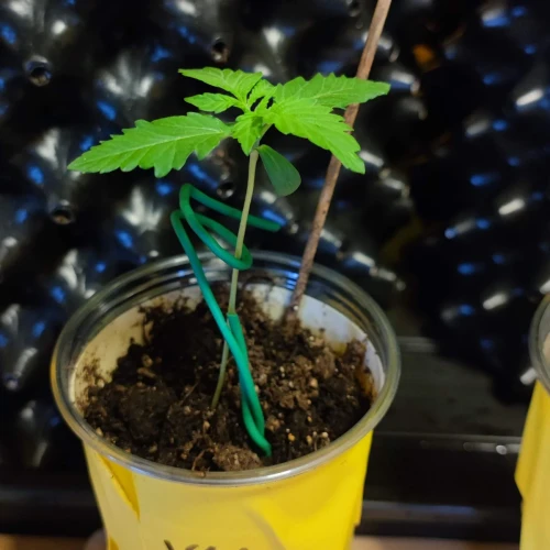 Wedding Cake Auto Week 2