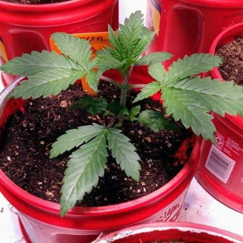 Northern Lights Week 2