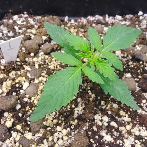 Gorilla Glue Auto Week 2