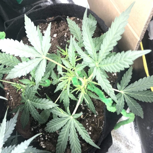 Santa Maria Auto Week 2
