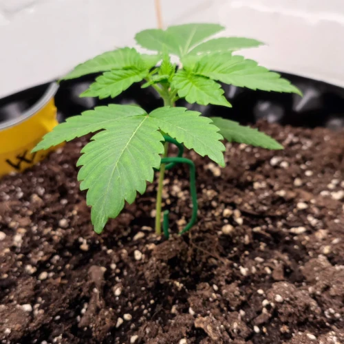 Wedding Cake Auto Week 3