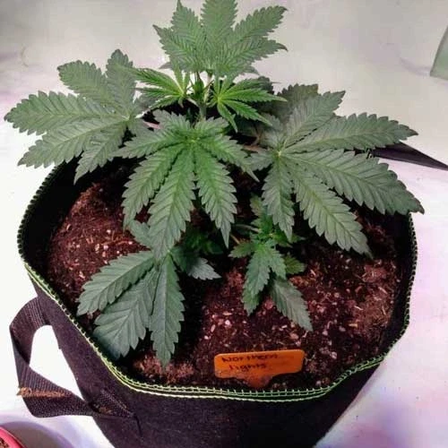 Northern Lights Week 3