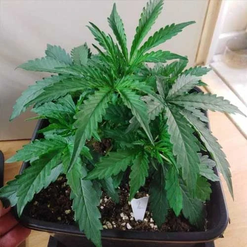 Gorilla Glue Auto Week 3