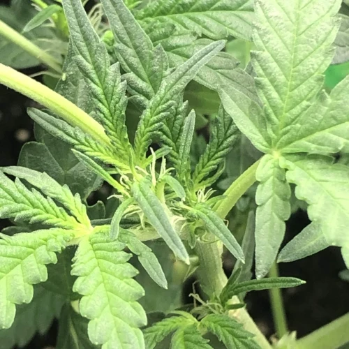 Santa Maria Auto Week 3