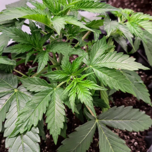 Wedding Cake Auto Week 4