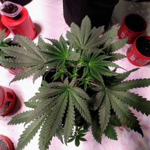 Northern Lights Week 4