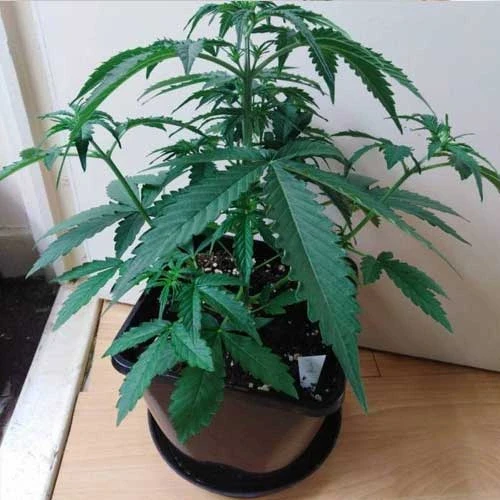 Gorilla Glue Auto Week 4