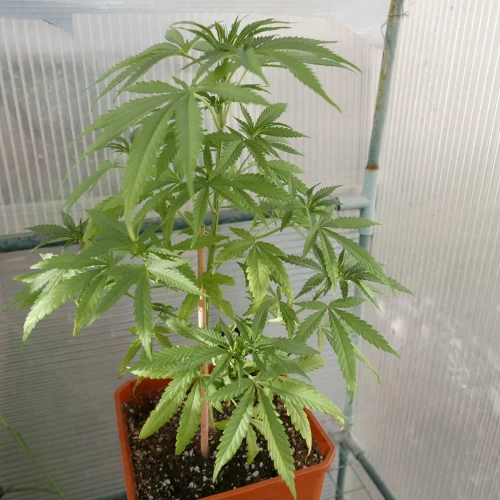 Acapulco Gold Week 4