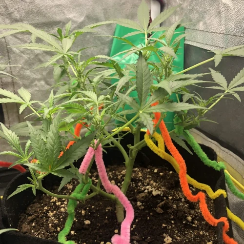 Santa Maria Auto Week 4