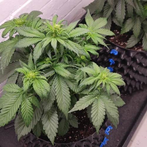Wedding Cake Auto Week 5