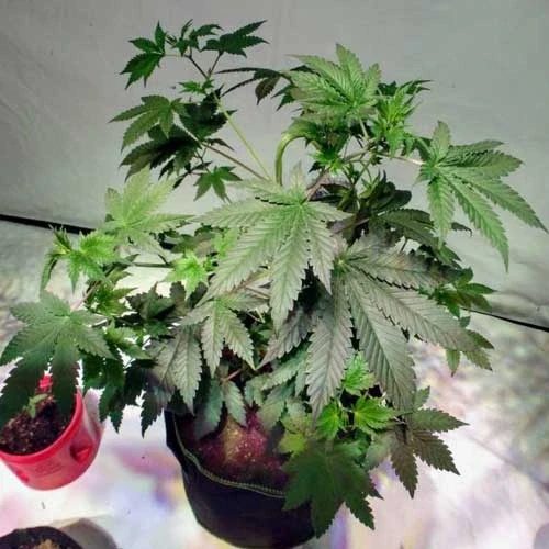 Northern Lights Week 5