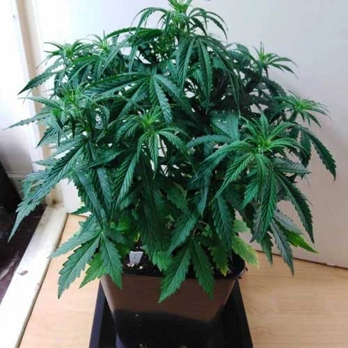 Gorilla Glue Auto Week 5