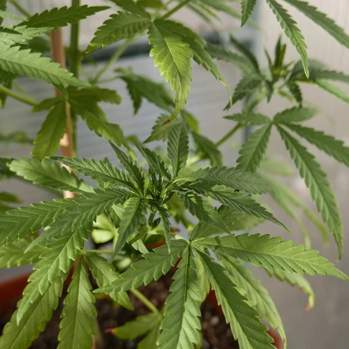 Acapulco Gold Week 5