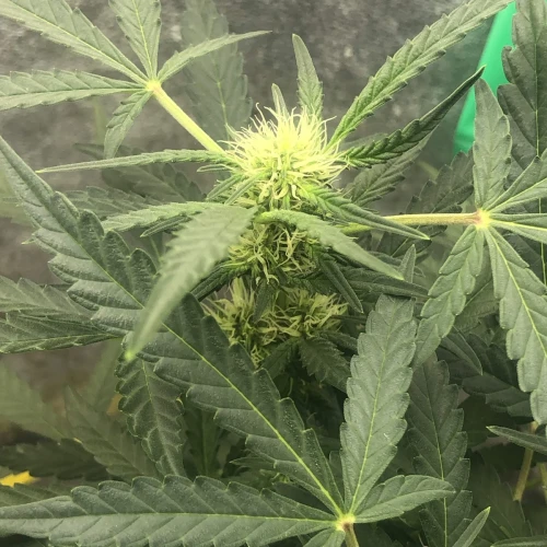 Santa Maria Auto Week 5