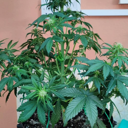 Wedding Cake Auto Week 6