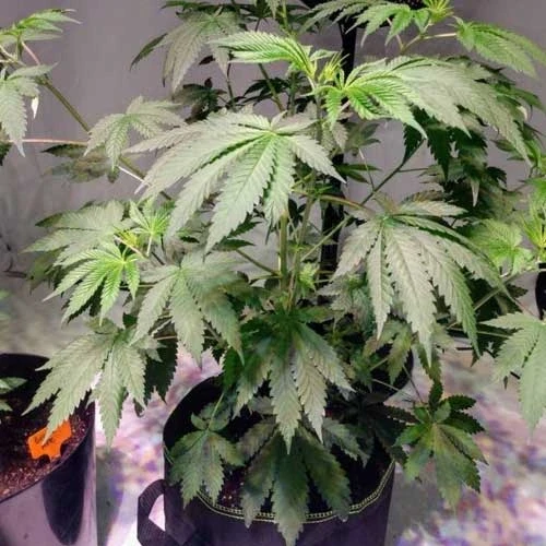 Northern Lights Week 6