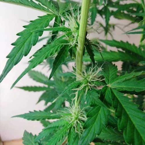 Gorilla Glue Auto Week 6