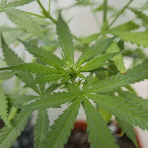 Acapulco Gold Week 6