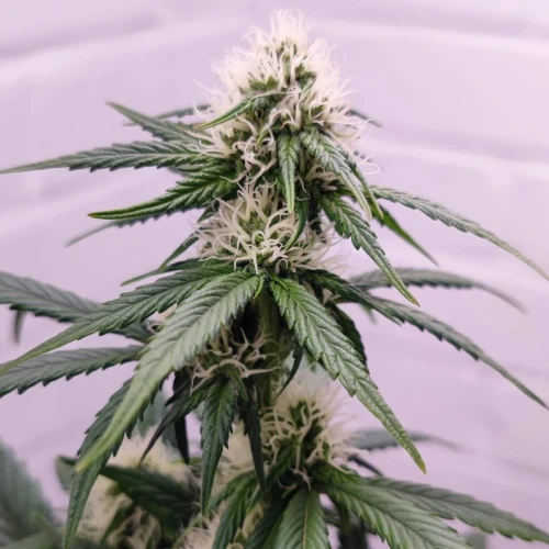 Wedding Cake Auto Week 7