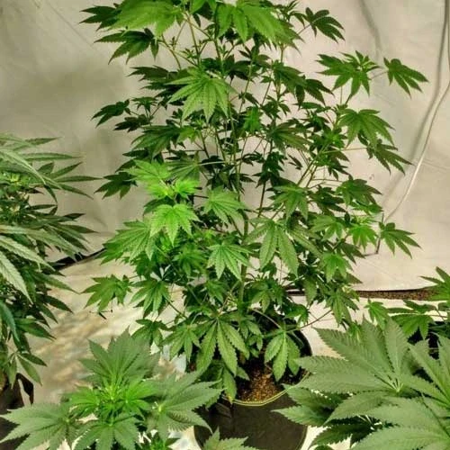 Northern Lights Week 7