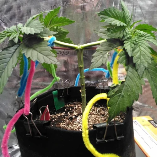 Strawberry Cough Week 7