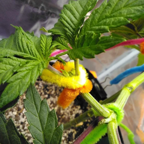 Strawberry Cough Week 7