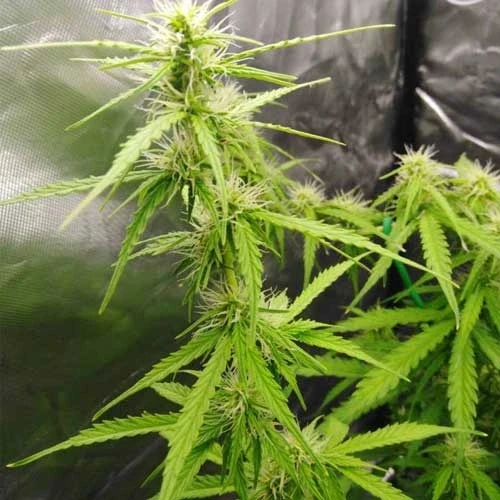 Gorilla Glue Auto Week 7