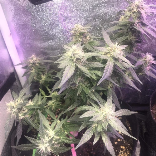 Santa Maria Auto Week 7