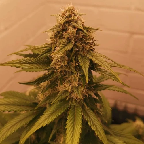 Wedding Cake Auto Week 8