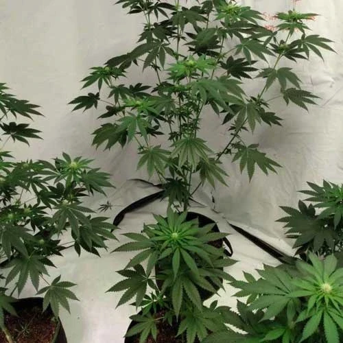 Northern Lights Week 8