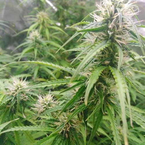 Gorilla Glue Auto Week 8