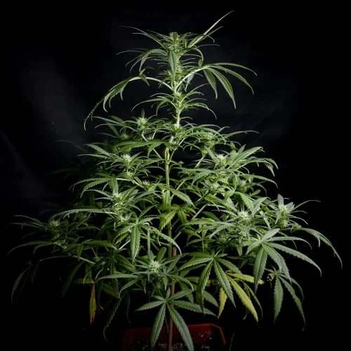 Acapulco Gold Week 8