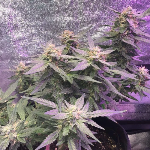 Santa Maria Auto Week 8