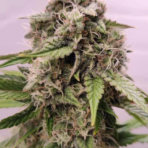 Wedding Cake Auto Week 9