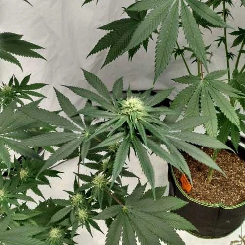 Northern Lights Week 9