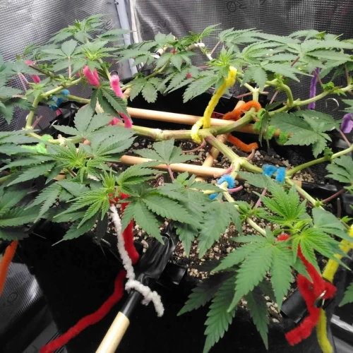 Strawberry Cough Week 9