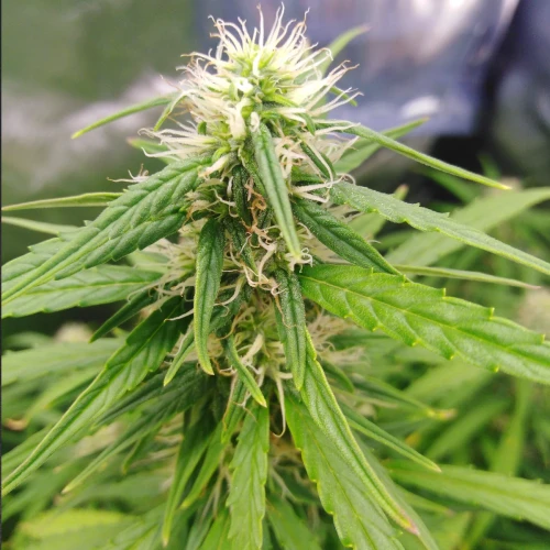 Gorilla Glue Auto Week 9