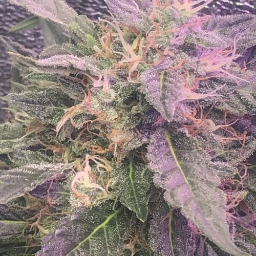 Santa Maria Auto Week 9