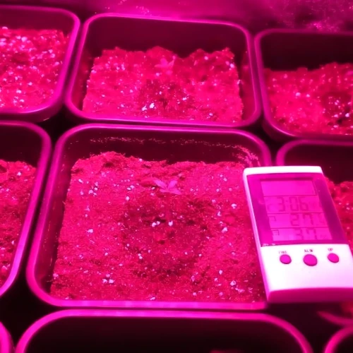 Amnesia Haze Grow Week 1