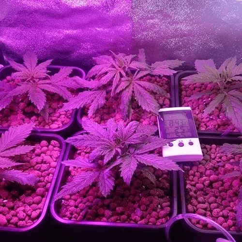 Amnesia Haze Grow Week 2