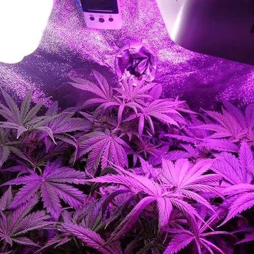Amnesia Haze Grow Week 3