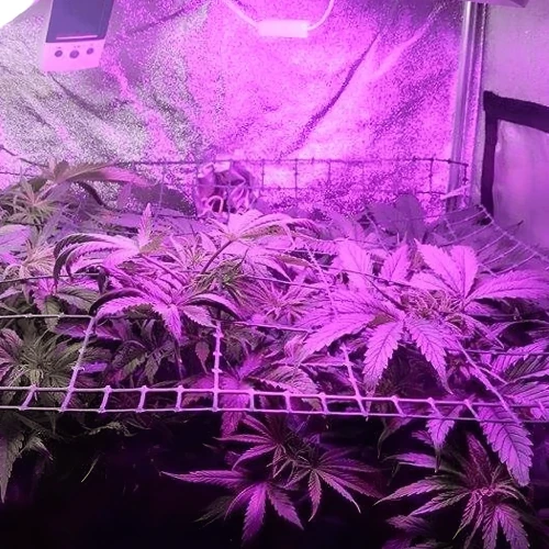 Amnesia Haze Grow Week 4