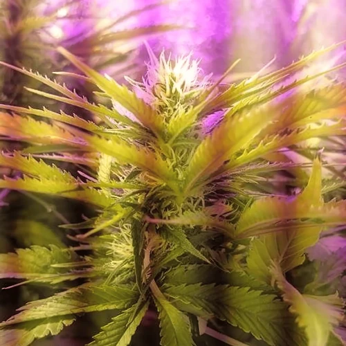 Amnesia Haze Grow Week 6