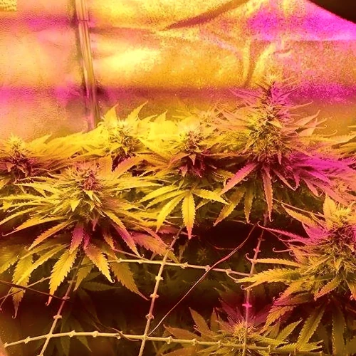 Amnesia Haze Grow Week 7