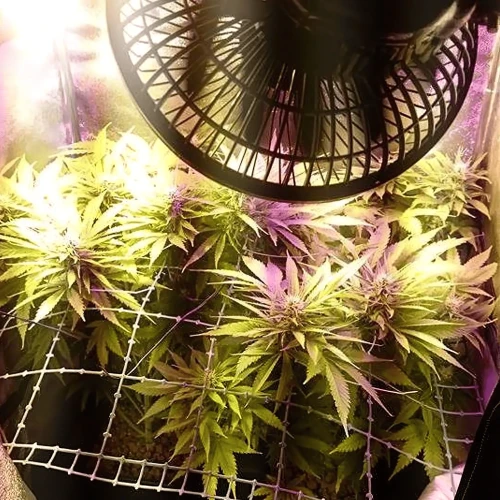 Amnesia Haze Grow Week 8