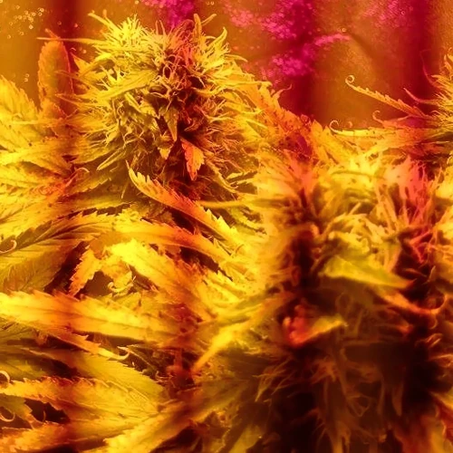 Amnesia Haze Grow Week 9