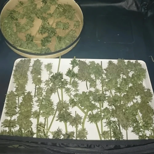 Amnesia Haze Grow Harvest 1