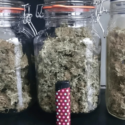 Amnesia Haze Grow Harvest 2